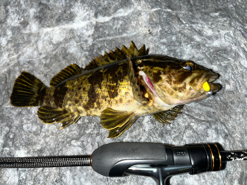 タケノコメバルの釣果