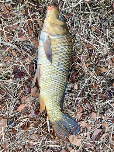 コイの釣果