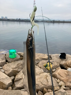 タチウオの釣果