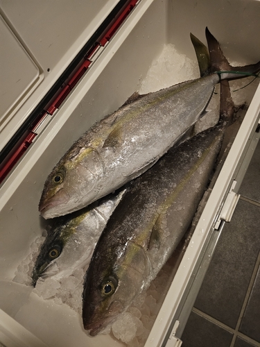 カンパチの釣果