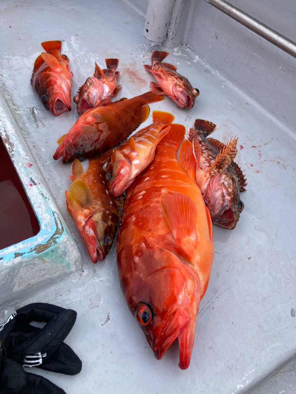 モリアオガエルさんの釣果 2枚目の画像