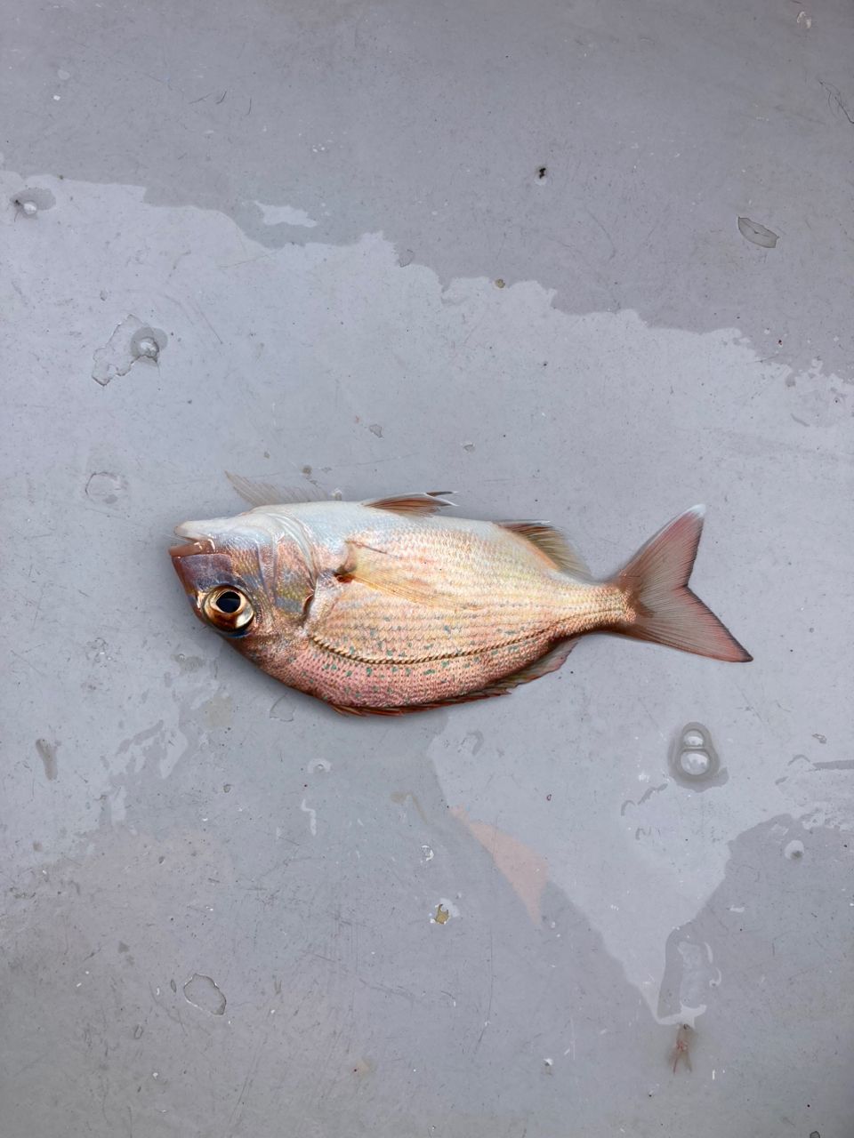 モリアオガエルさんの釣果 3枚目の画像