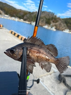 メバルの釣果