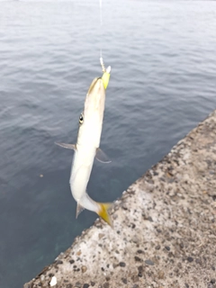 カマスの釣果