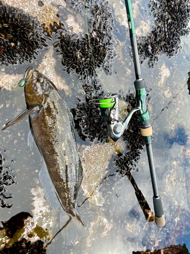 アイナメの釣果