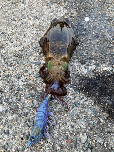 アオリイカの釣果