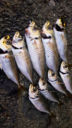 マアジの釣果