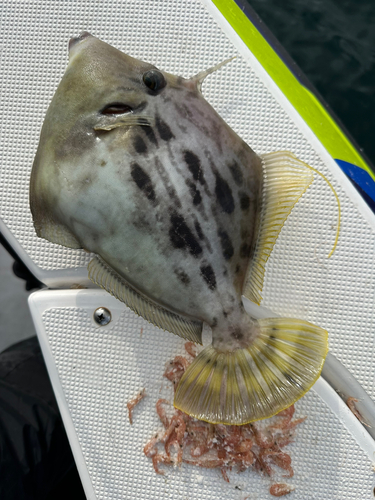 カワハギの釣果