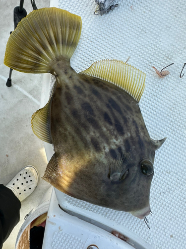 カワハギの釣果