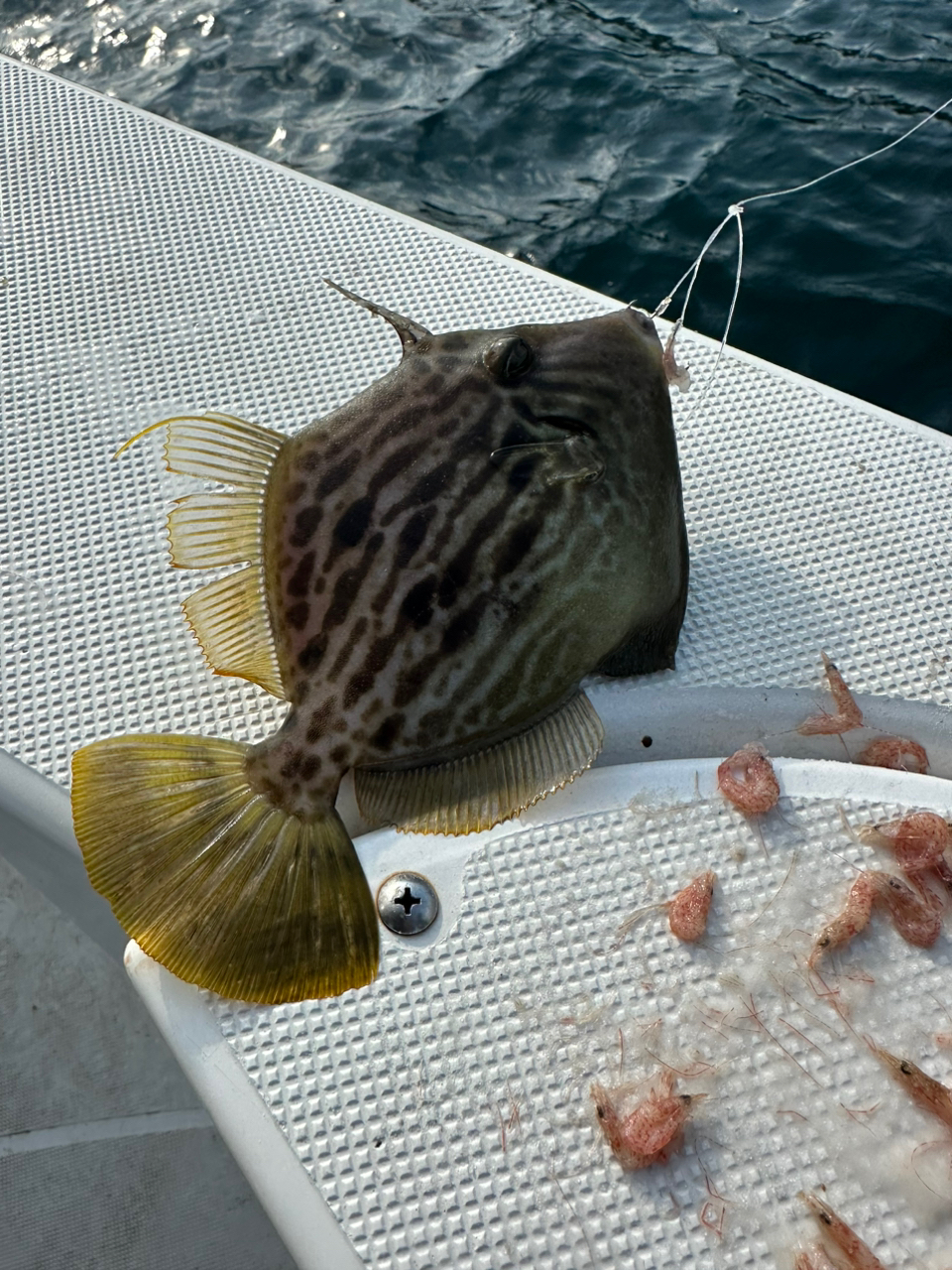 カワハギ