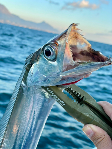 タチウオの釣果