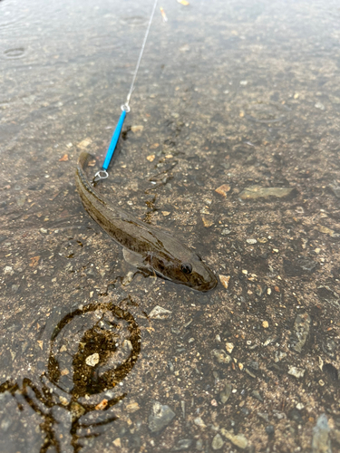 ハゼの釣果