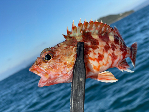 アラカブの釣果