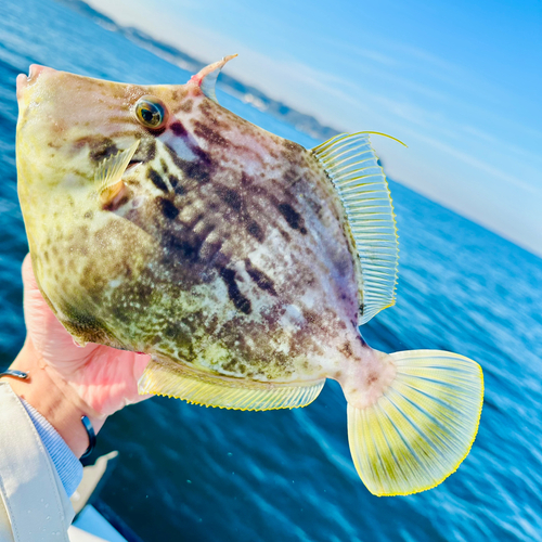 カワハギの釣果