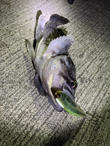 クロソイの釣果