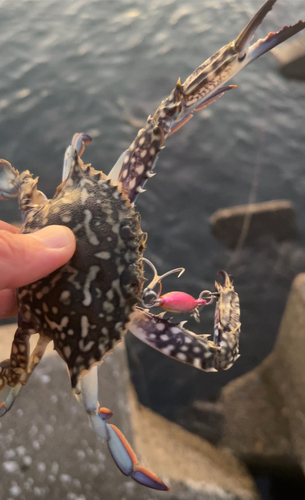 ワタリガニの釣果