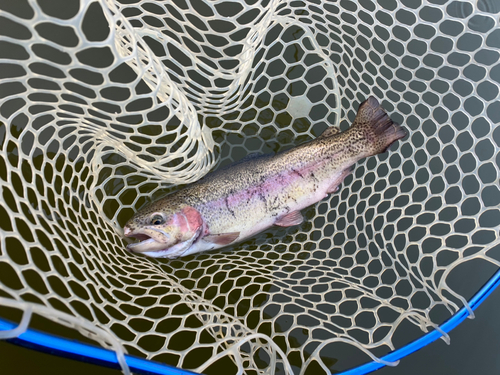 ニジマスの釣果