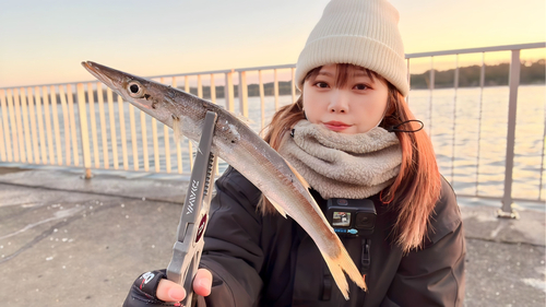 カマスの釣果