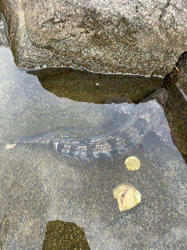 アイナメの釣果