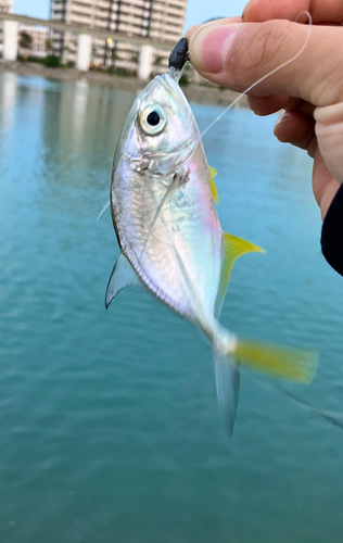 メッキの釣果