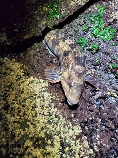 アイナメの釣果