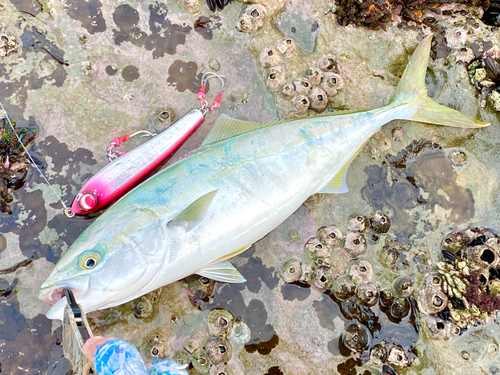 ヤズの釣果