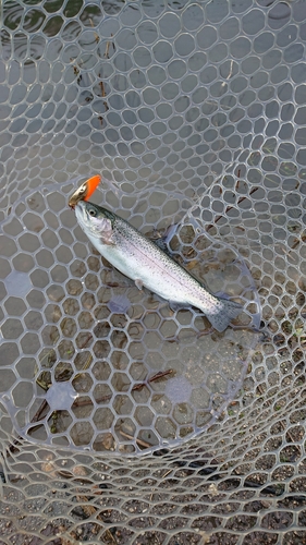 ニジマスの釣果