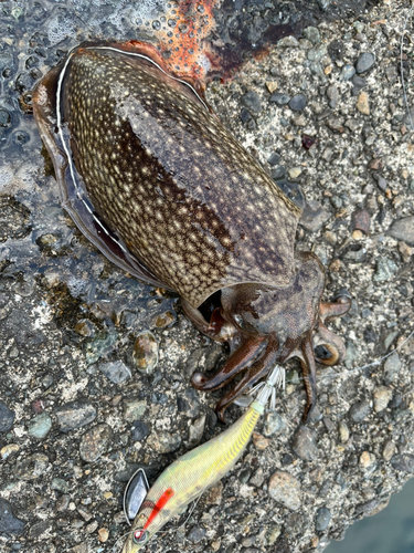 シリヤケイカの釣果