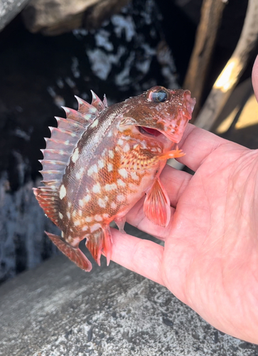 カサゴの釣果