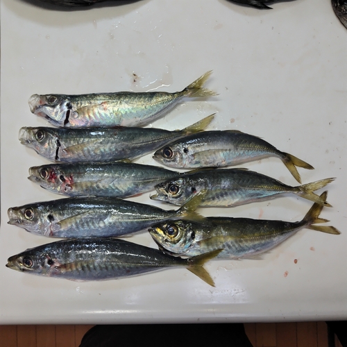 アジの釣果