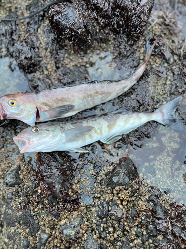 ホッケの釣果