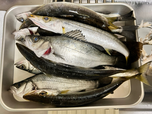 カマスの釣果