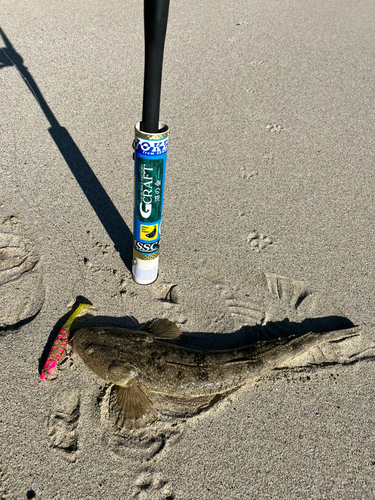 マゴチの釣果