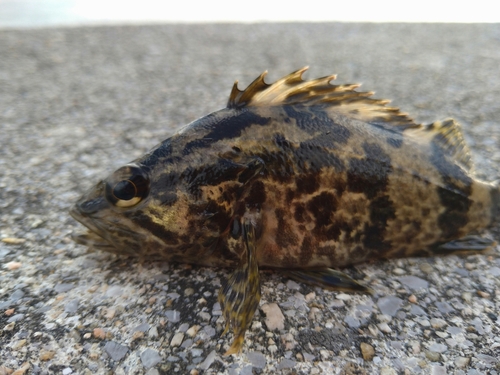 タケノコメバルの釣果