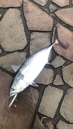 カツオの釣果