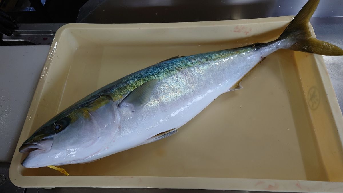 アキラメタルさんの釣果 2枚目の画像