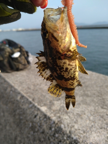 タケノコメバルの釣果