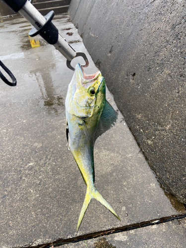 シイラの釣果