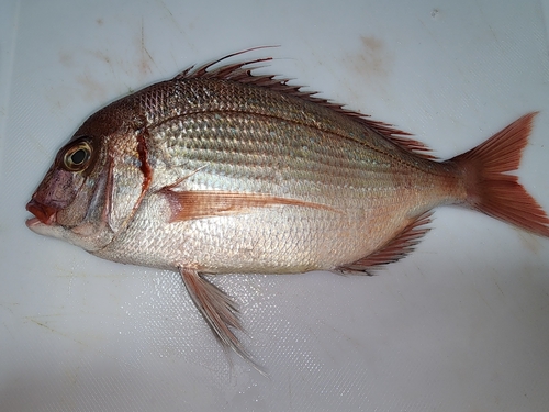 チダイの釣果