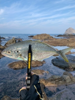 シマアジの釣果