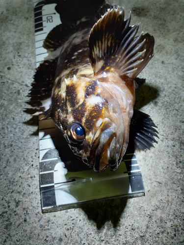 オウゴンムラソイの釣果