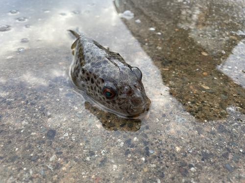 フグの釣果