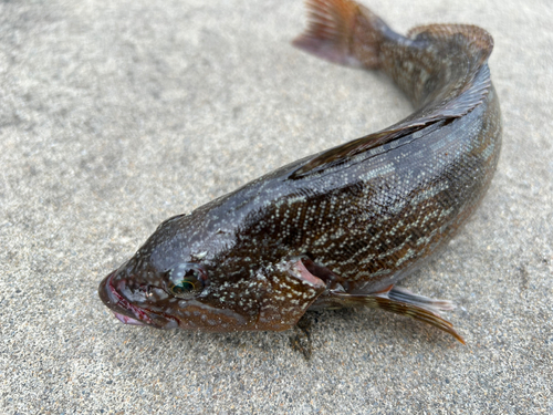 アイナメの釣果