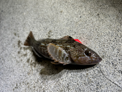 アイナメの釣果