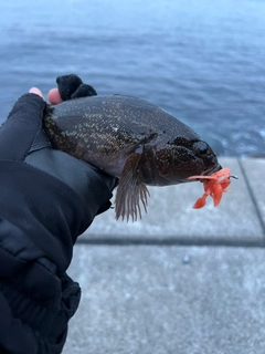 アイナメの釣果