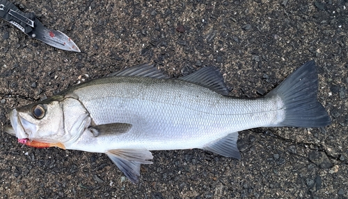 フッコ（ヒラスズキ）の釣果