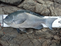 クチブトグレの釣果