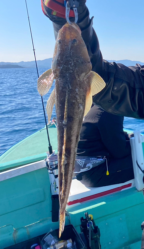 マゴチの釣果