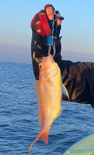 イトヨリダイの釣果