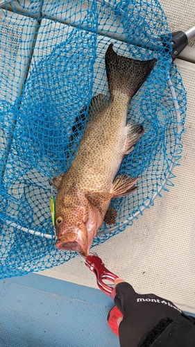 オオモンハタの釣果